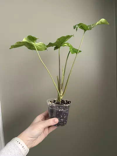 plant/Syngonium Panda Galaxy-1-thumbnail