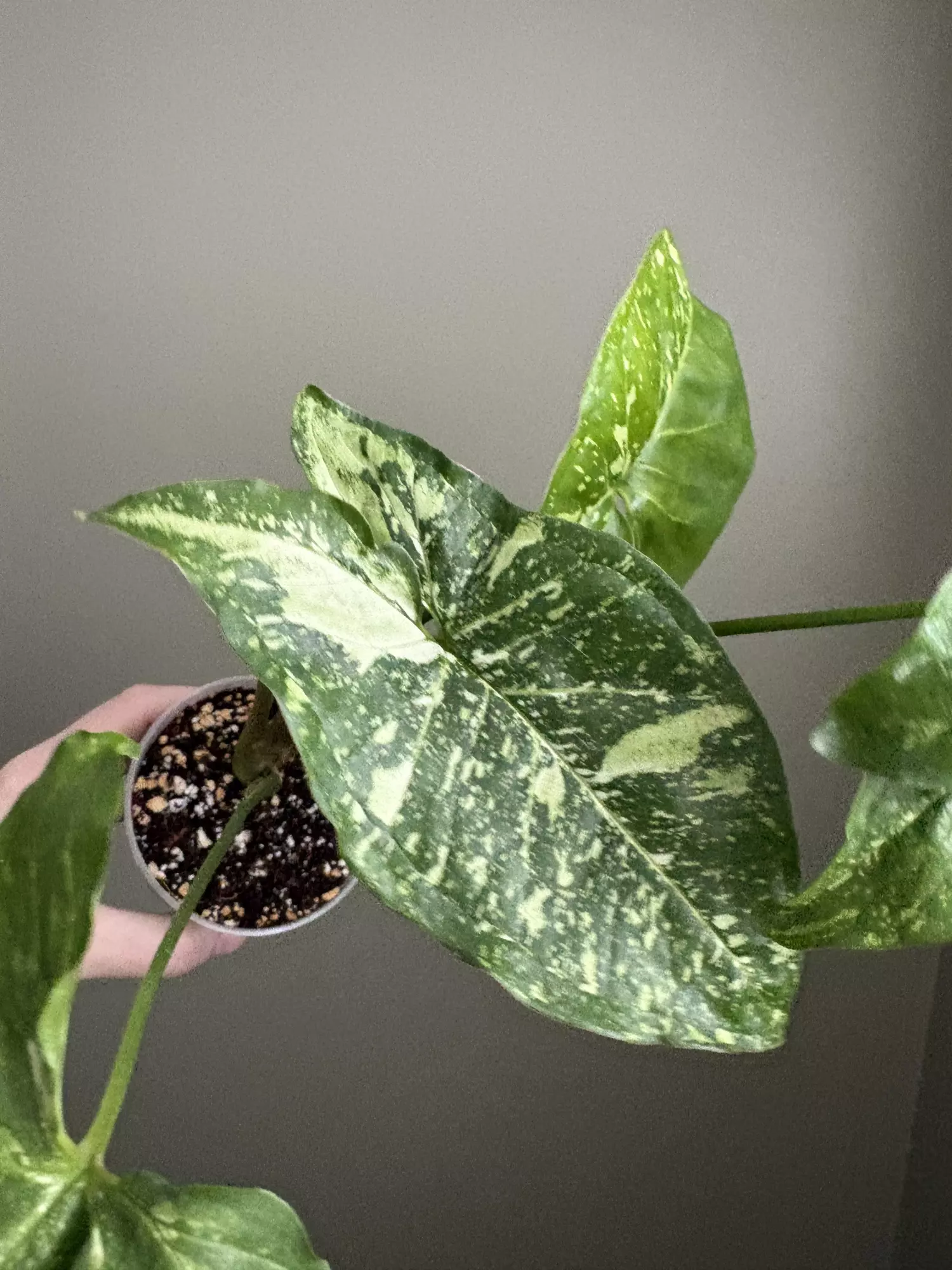 plant/Syngonium Panda Galaxy-3