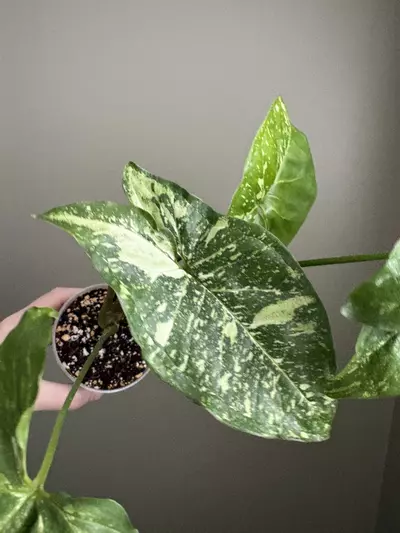 plant/Syngonium Panda Galaxy-3-thumbnail