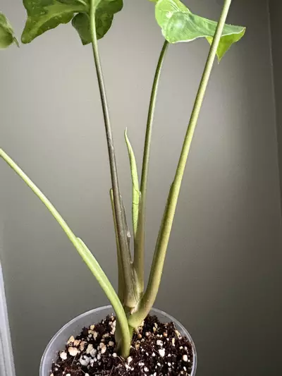 plant/Syngonium Panda Galaxy-2-thumbnail