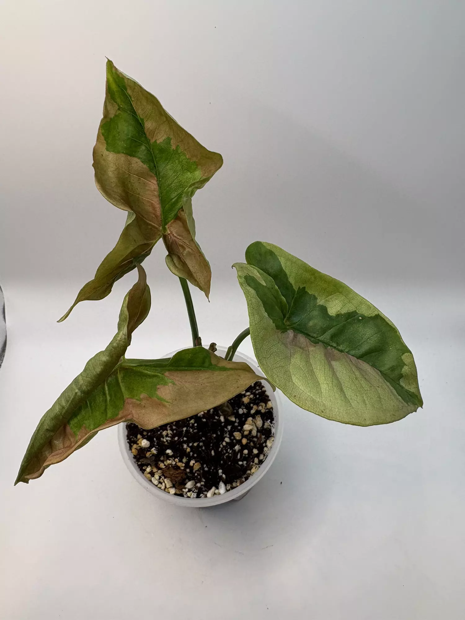 plant/Syngonium pink lava-0