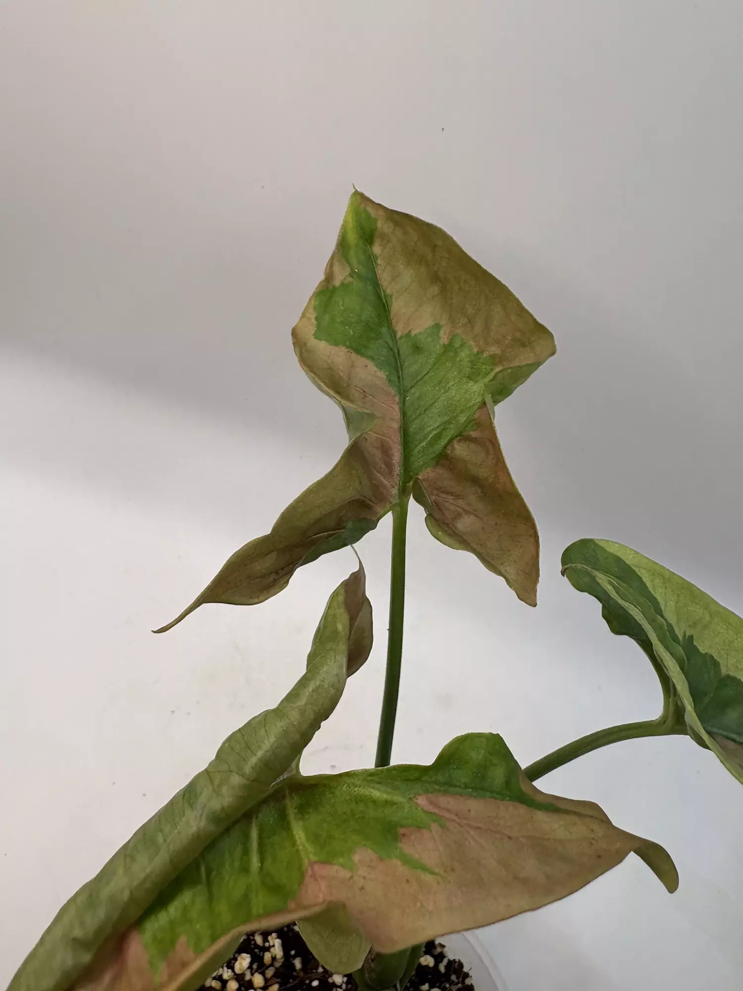 plant/Syngonium pink lava-2