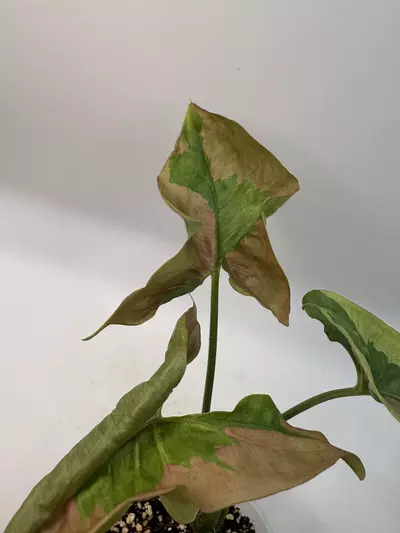 plant/Syngonium pink lava-2-thumbnail