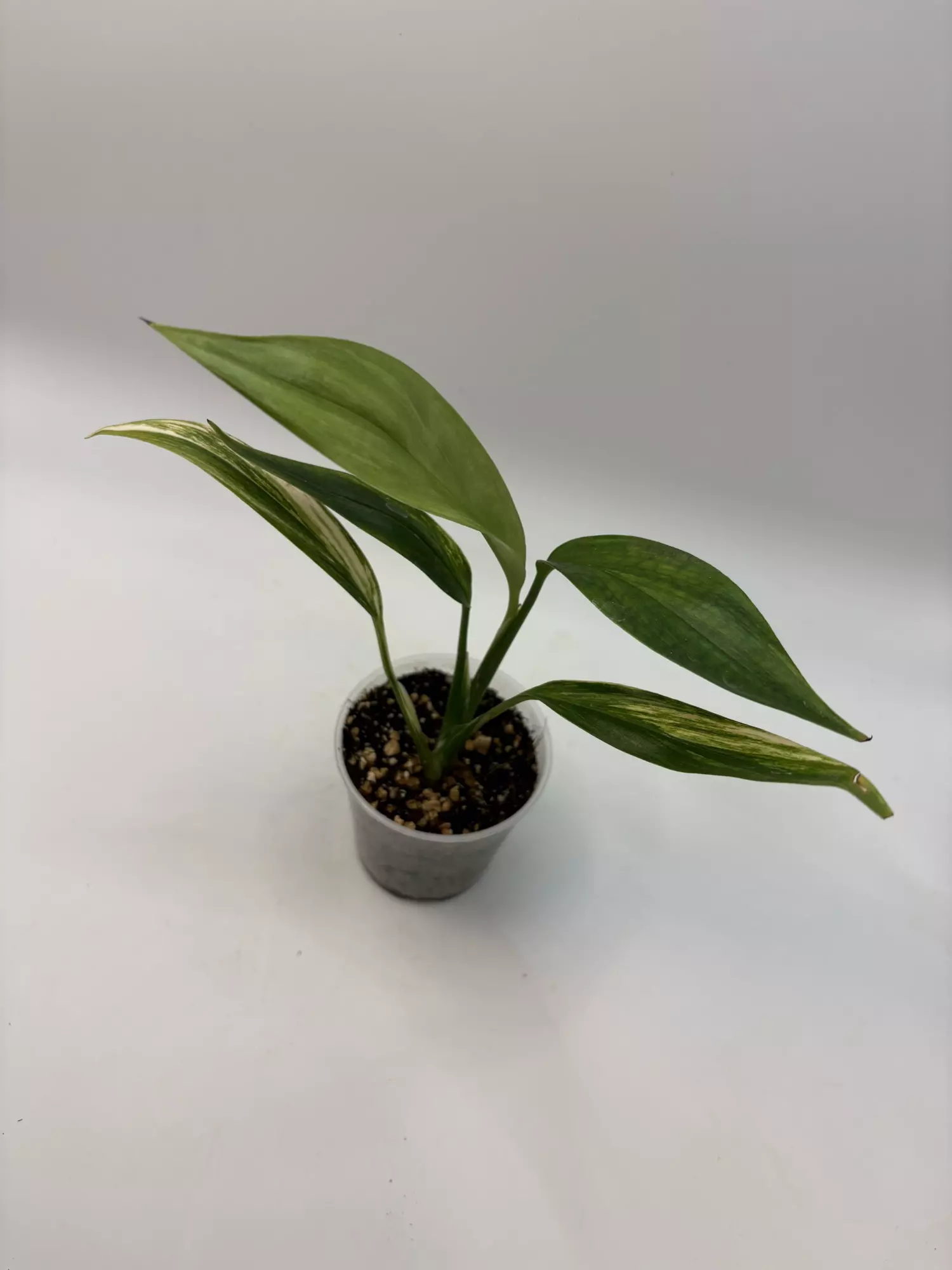 plant/Epipremnum amplissimum aurea -0