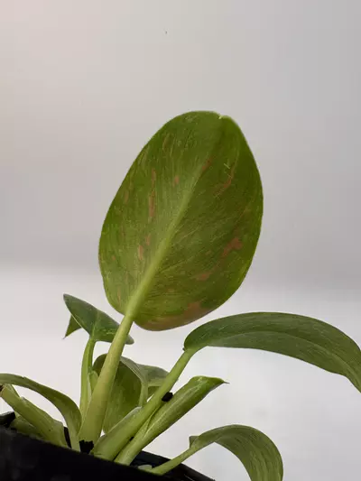plant/Philodendron green Congo nuclear-2-thumbnail