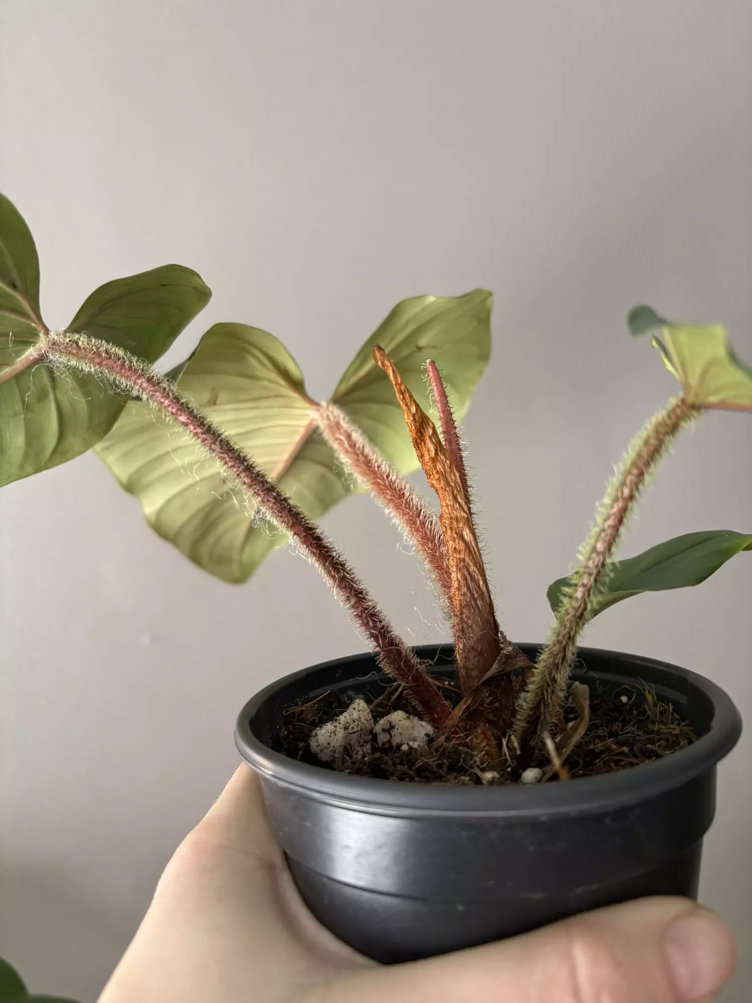 plant/Philodendron serpens-2