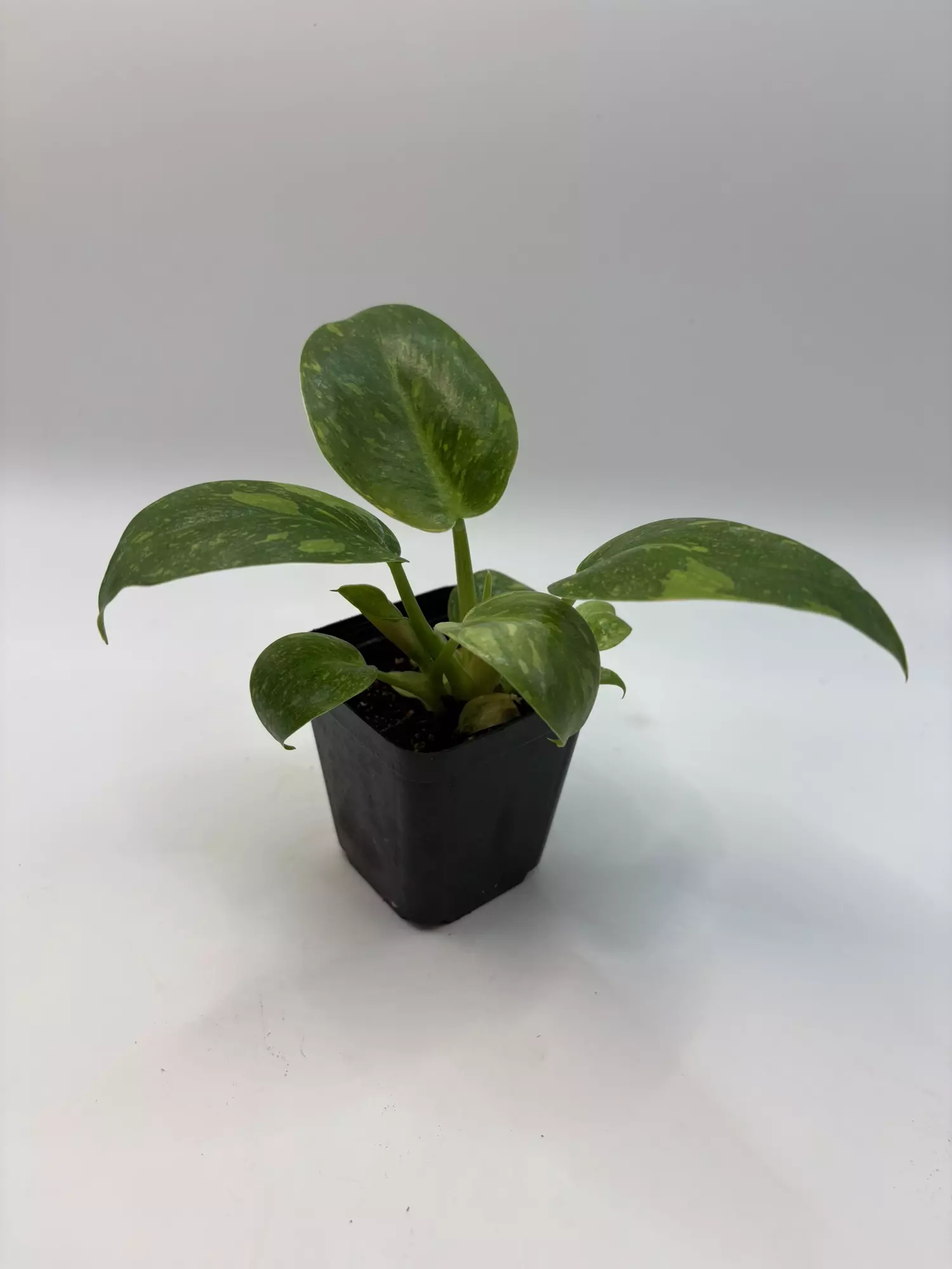 plant/Philodendron green Congo nuclear-1