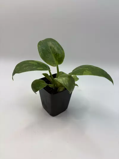 plant/Philodendron green Congo nuclear-1-thumbnail