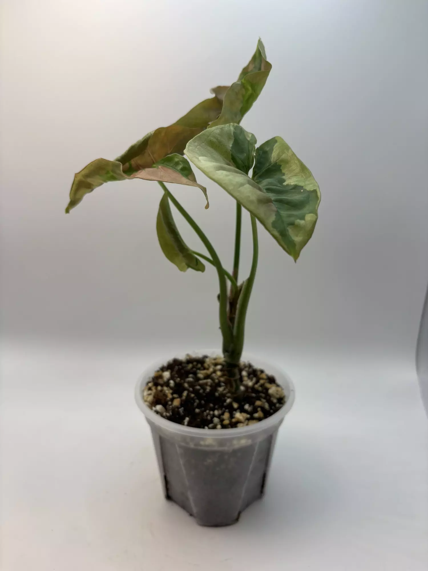 plant/Syngonium pink lava-1