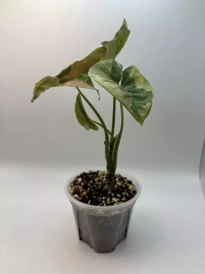 plant/Syngonium pink lava-1-thumbnail