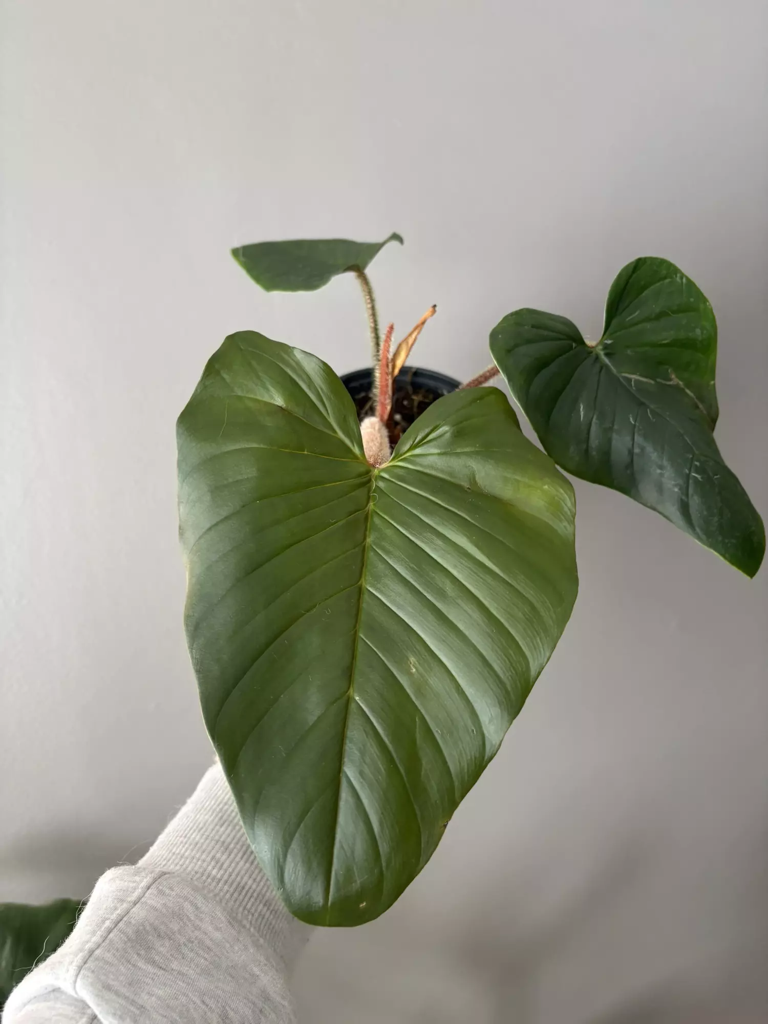 plant/Philodendron serpens-0
