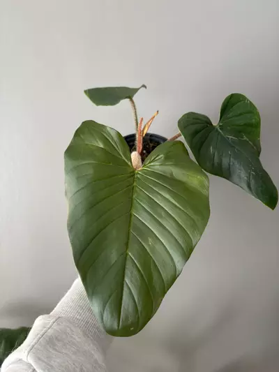 plant/Philodendron serpens-0-thumbnail