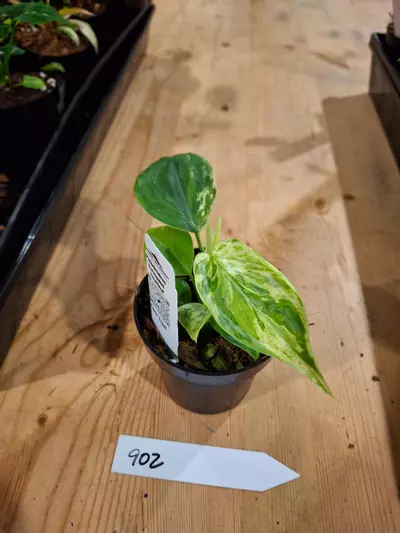 plant/3in Philodendron Heartleaf var 902-0-thumbnail