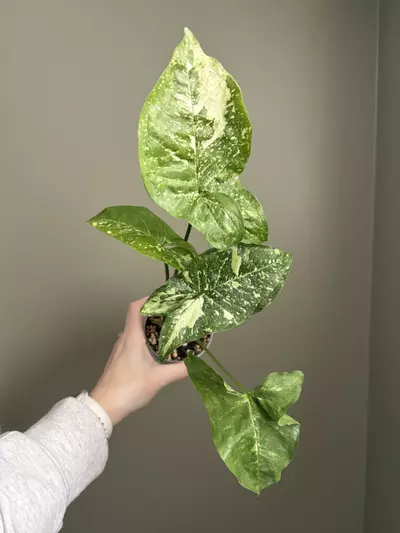 plant/Syngonium Panda Galaxy-0-thumbnail