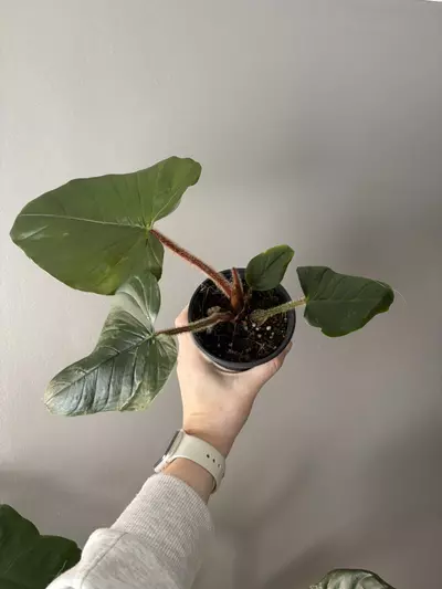 plant/Philodendron serpens-1-thumbnail