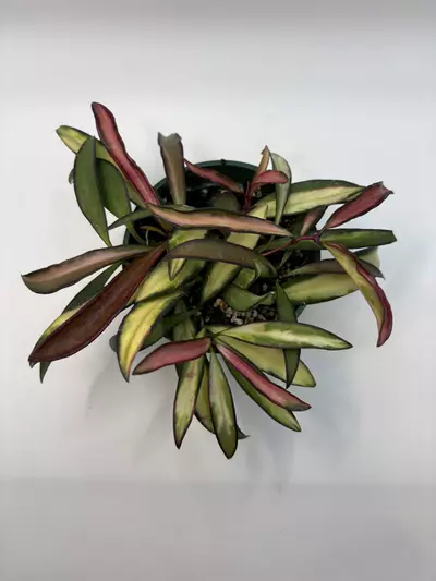 plant/Hoya Kentiana variegated *sunstressed* 4in pot -0-thumbnail