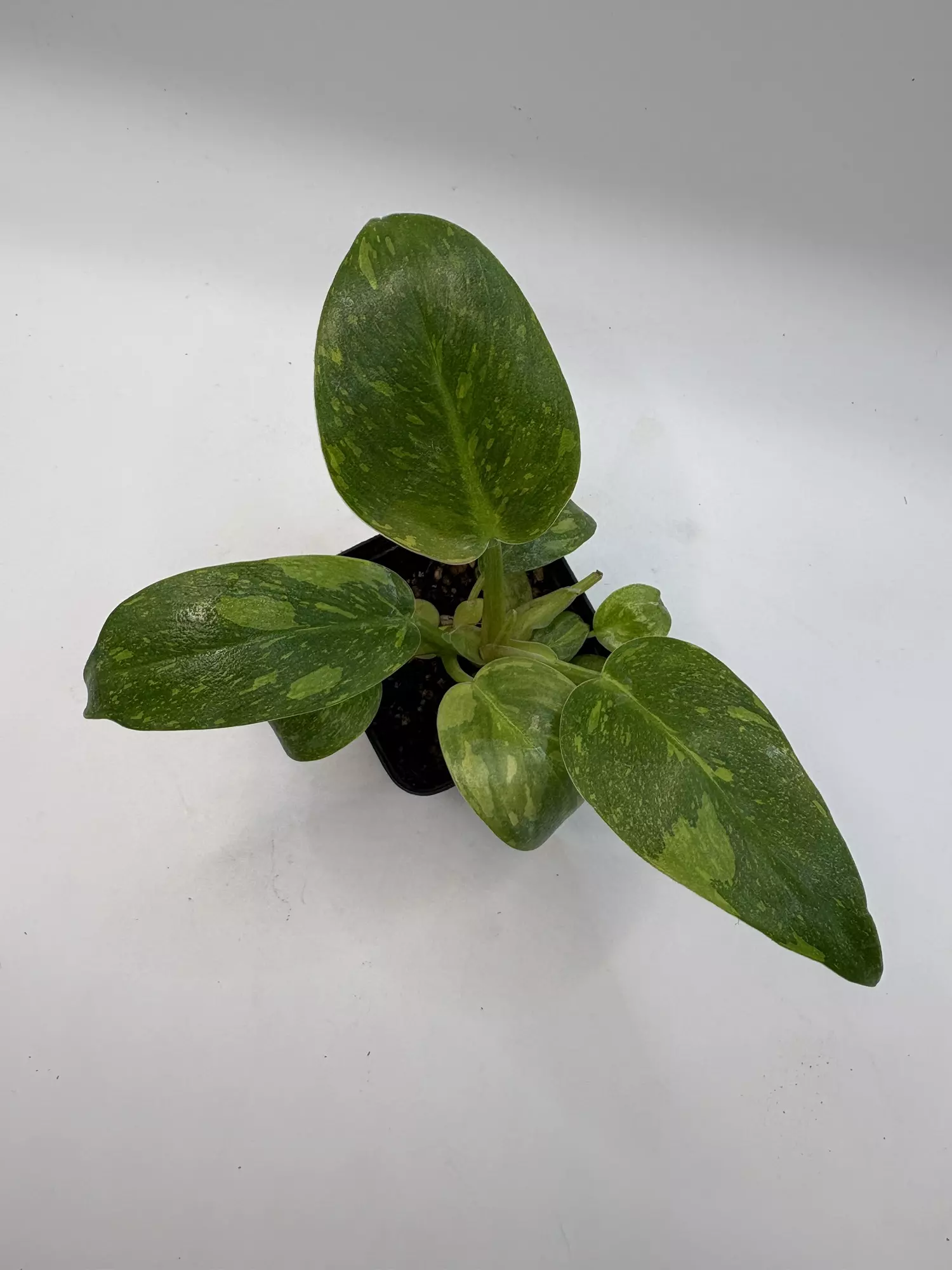 plant/Philodendron green Congo nuclear-0