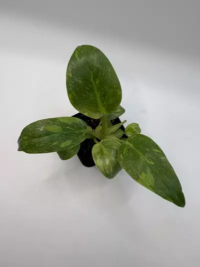 plant/Philodendron green Congo nuclear-0-thumbnail