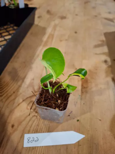 plant/2in Monstera Electrolyte 822-0-thumbnail