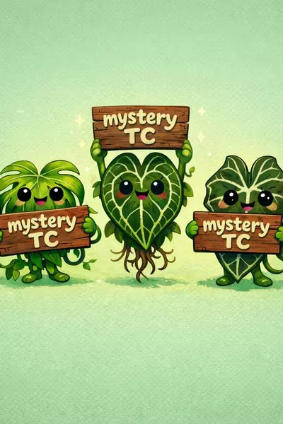 plant/MYSTERY TISSUE CULTURE-0-thumbnail