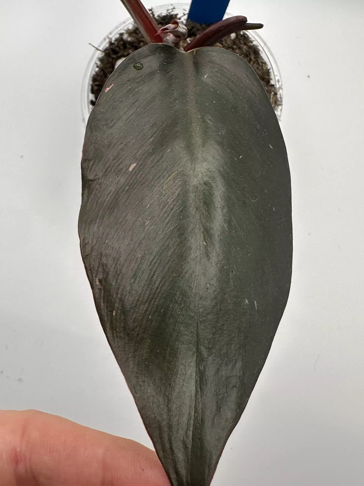 plant/Black Cherry Philo-1