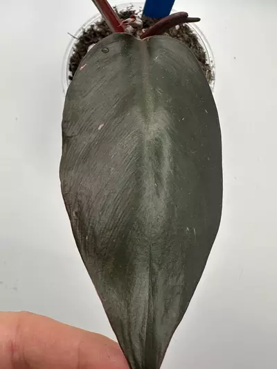 plant/Black Cherry Philo-1-thumbnail