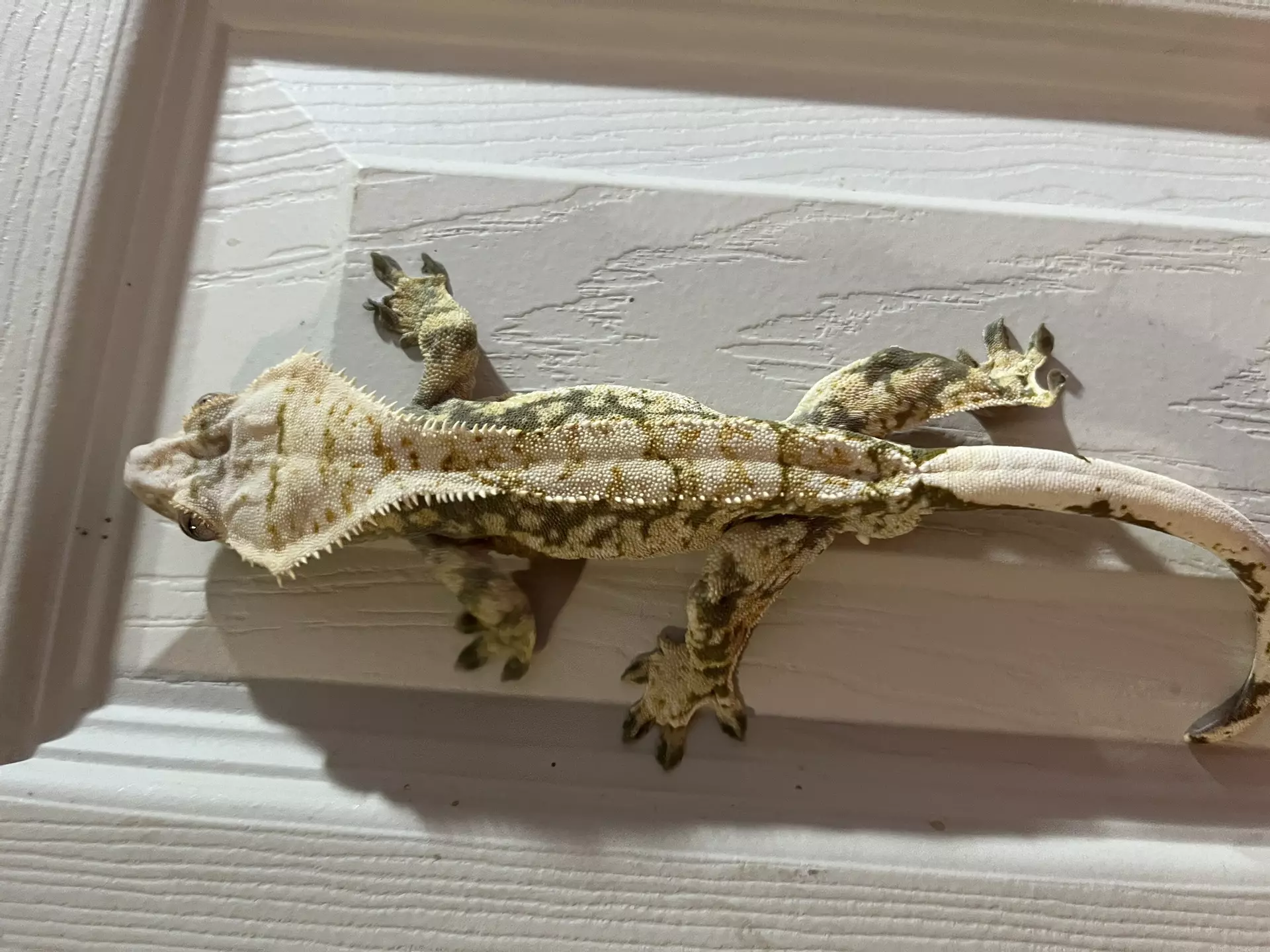 plant/Green base Extreme Harle male spotless  41g 4/26/24 hatch-1