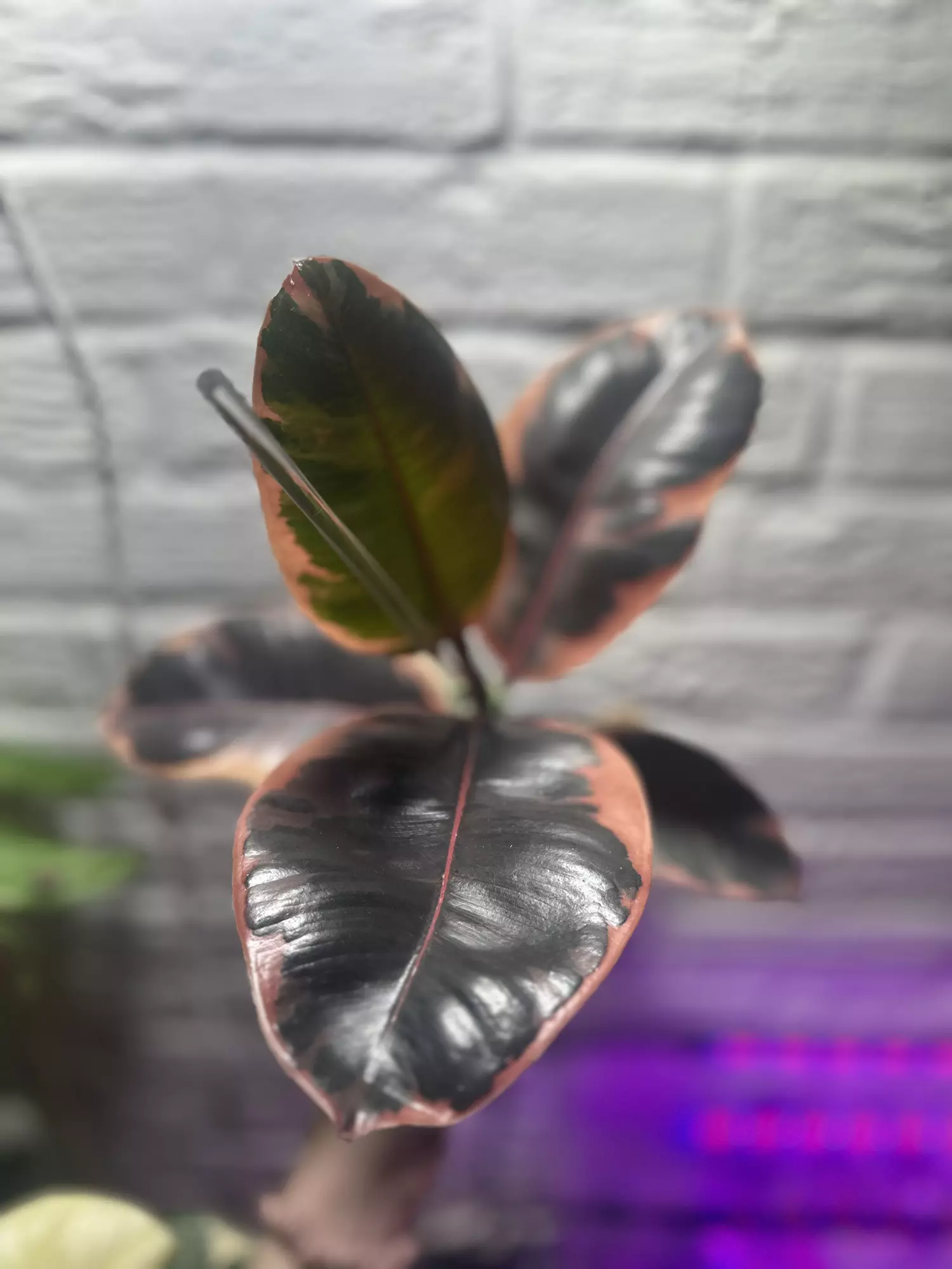 plant/Ficus ‘Belize’-0