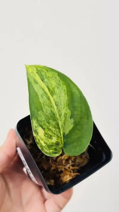 plant/Scindapsus Jade Satin Aurea 7589 mid cut-1-thumbnail