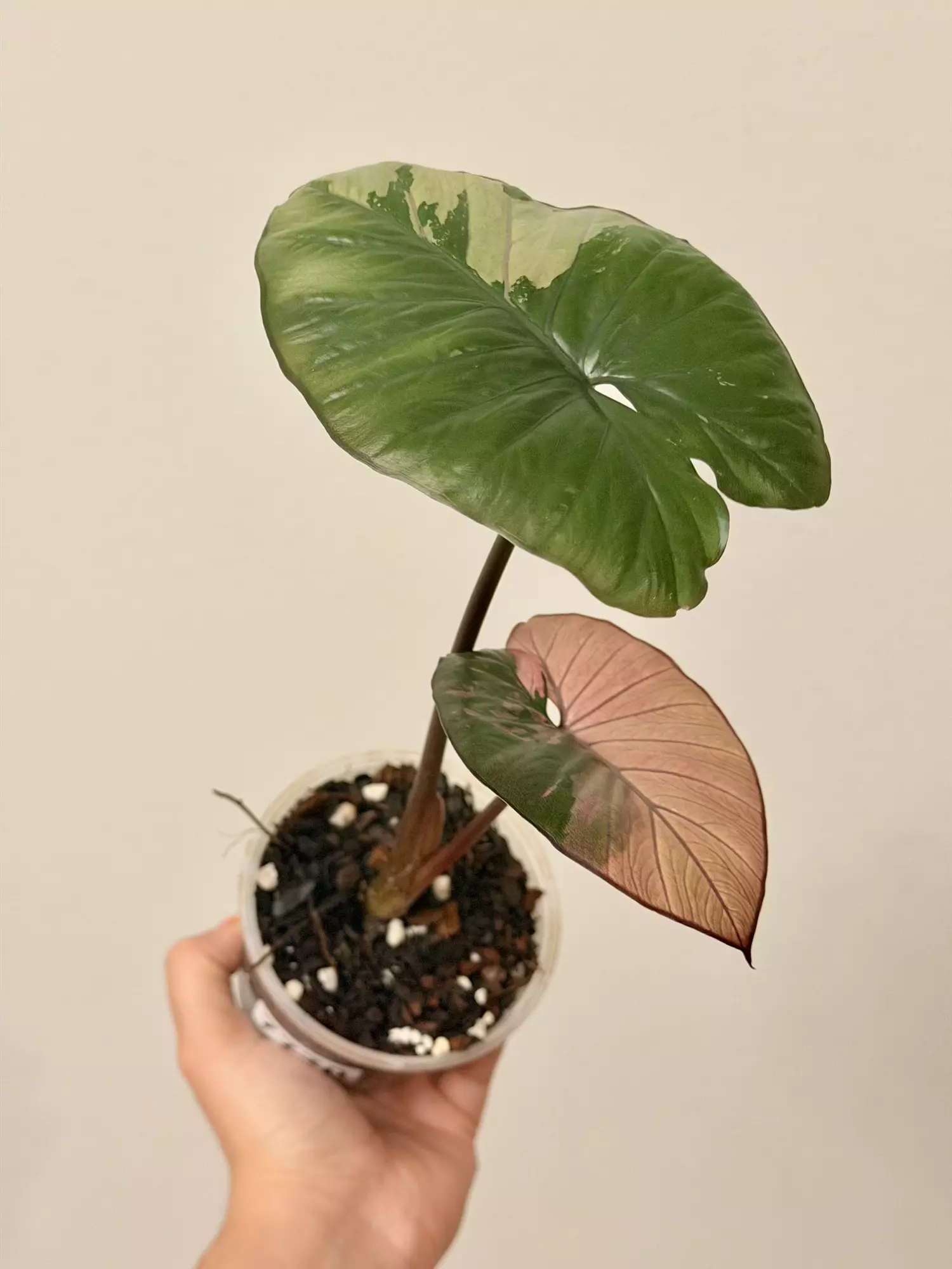 plant/Alocasia Serendipity Pink 7770-1