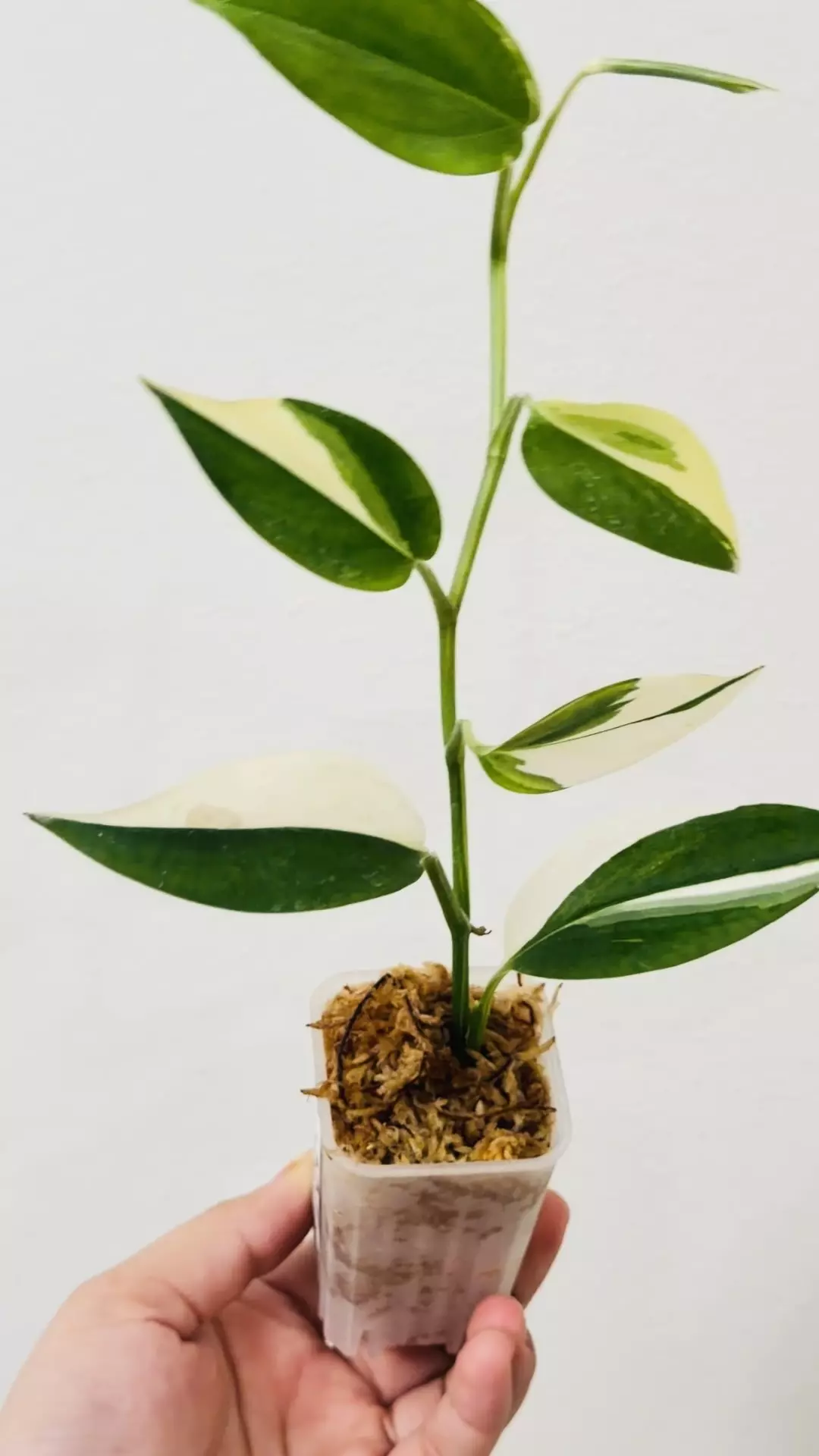 plant/Scindapsus Blue Albo 7597-1