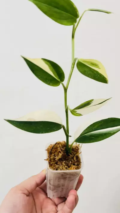 plant/Scindapsus Blue Albo 7597-1-thumbnail