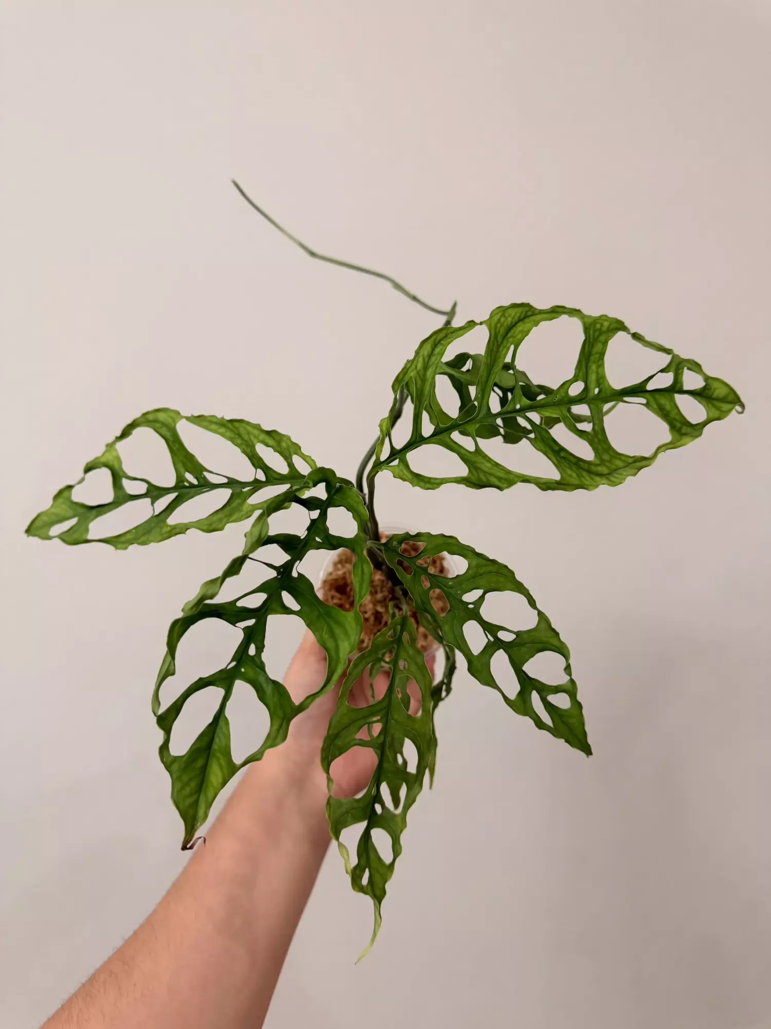 plant/Oblicua Peru 7583-0