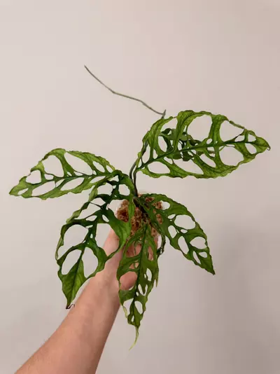 plant/Oblicua Peru 7583-0-thumbnail