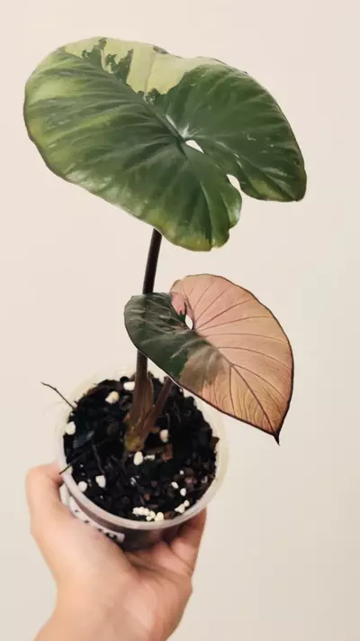 plant/Alocasia Serendipity Pink 7770-2-thumbnail