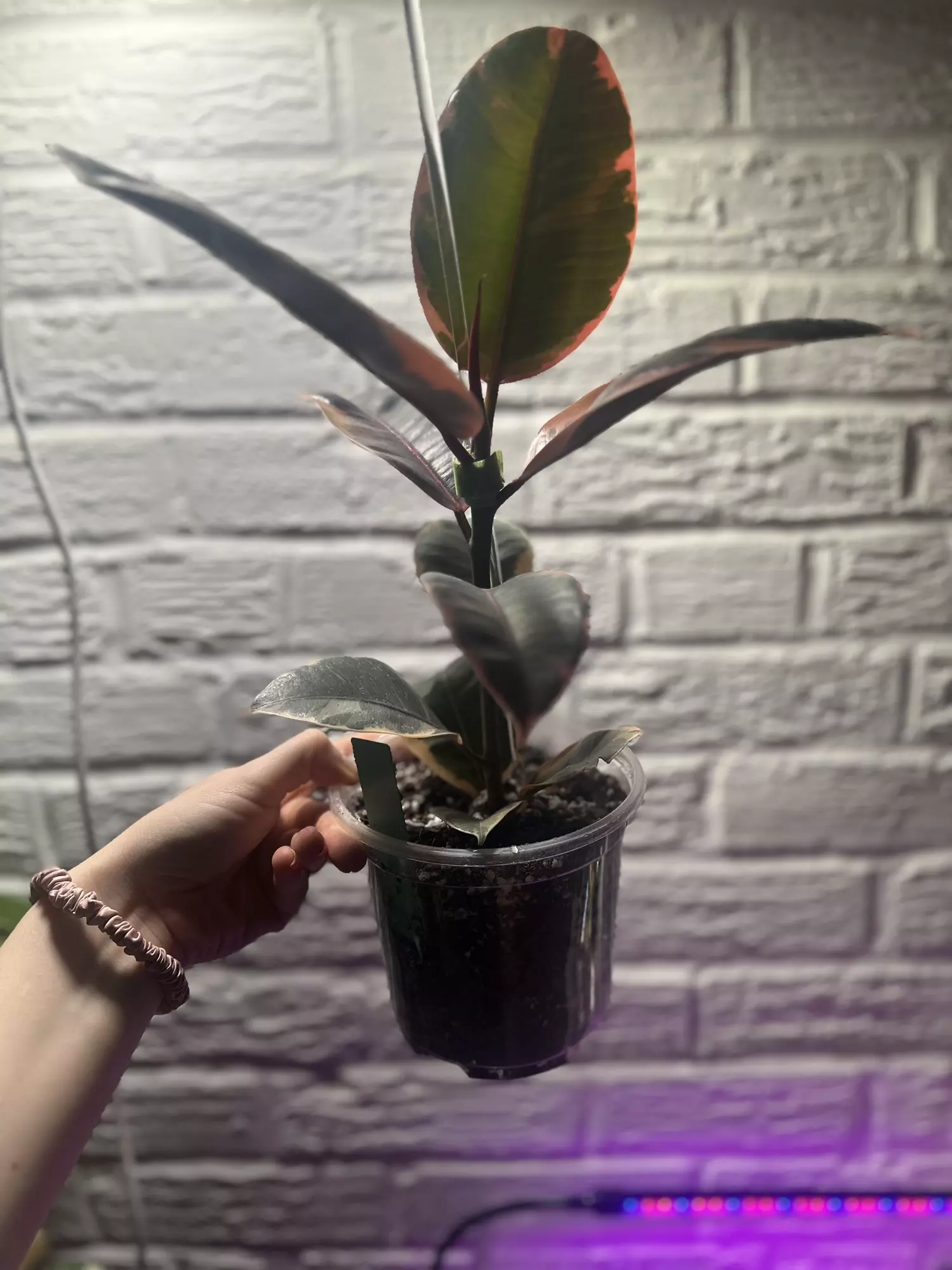 plant/Ficus ‘Belize’-1