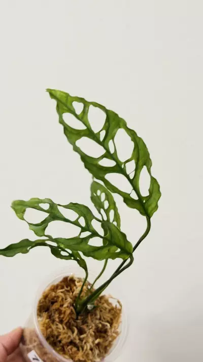 plant/Oblicua Peru 7580 mid cut-1-thumbnail