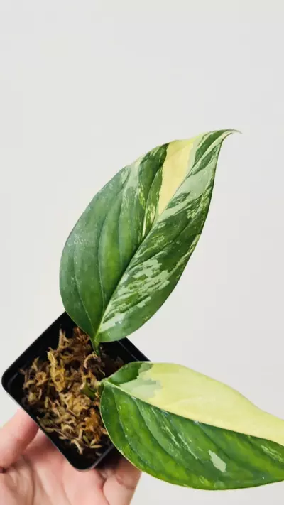 plant/Monstera Acacoyaguensis Variegated 7590 mid cut-1-thumbnail