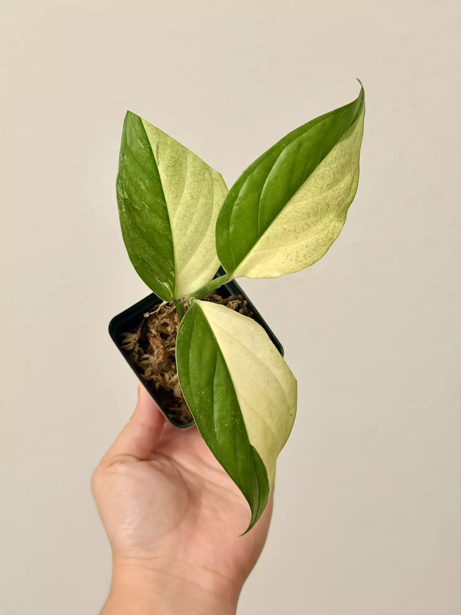 plant/Monstera Acacoyaguensis 7769 top cut-0