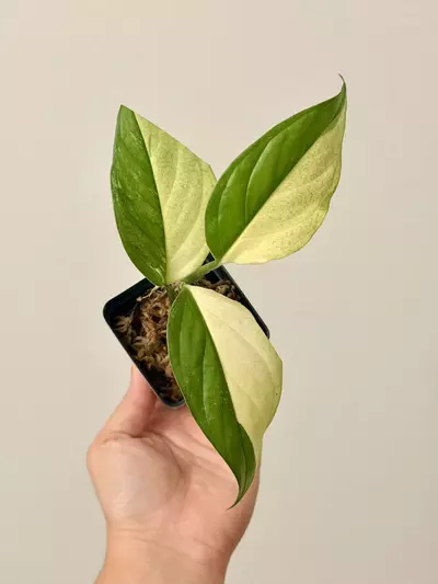 plant/Monstera Acacoyaguensis 7769 top cut-0-thumbnail