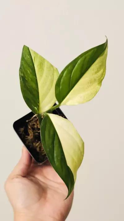 plant/Monstera Acacoyaguensis 7769 top cut-1-thumbnail