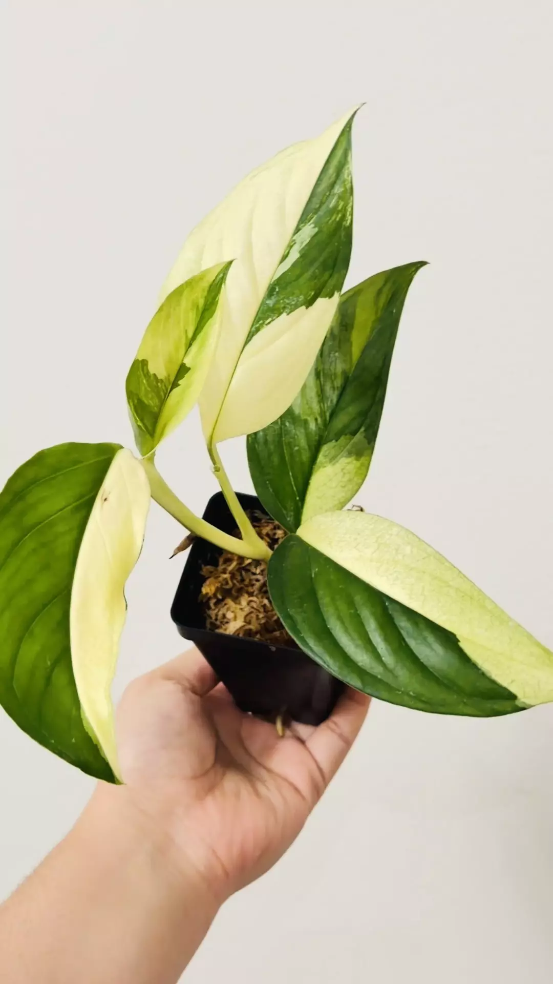 plant/Monstera Acacoyaguensis Variegated 7599-1