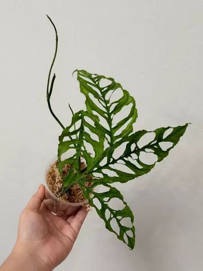 plant/Oblicua Peru 7579-0-thumbnail