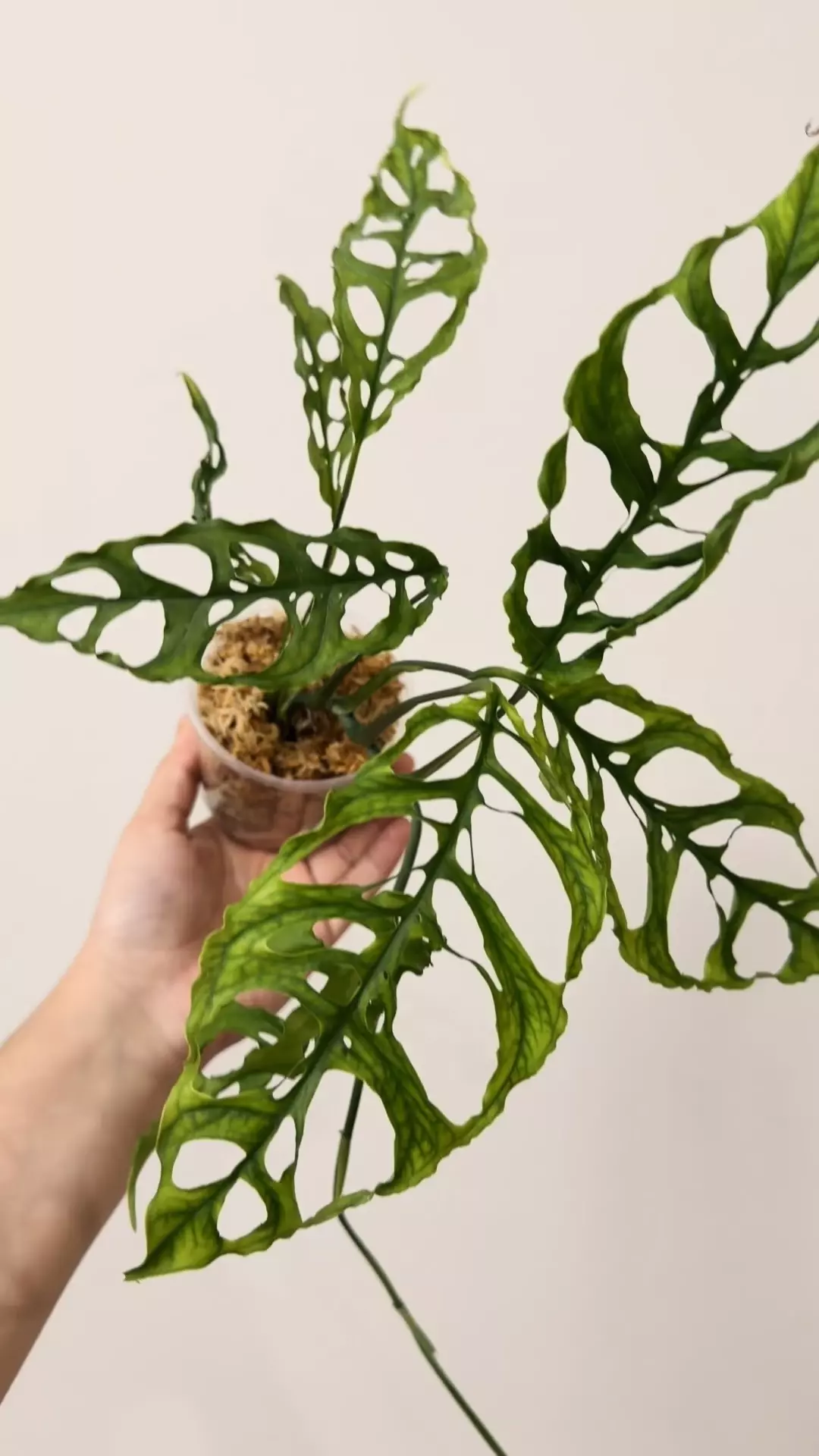 plant/Oblicua Peru 7583-1