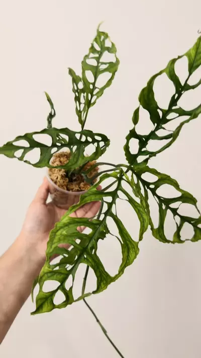 plant/Oblicua Peru 7583-1-thumbnail