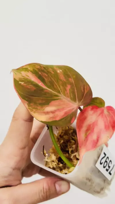 plant/Micans with Pink Variegation 7592-1-thumbnail