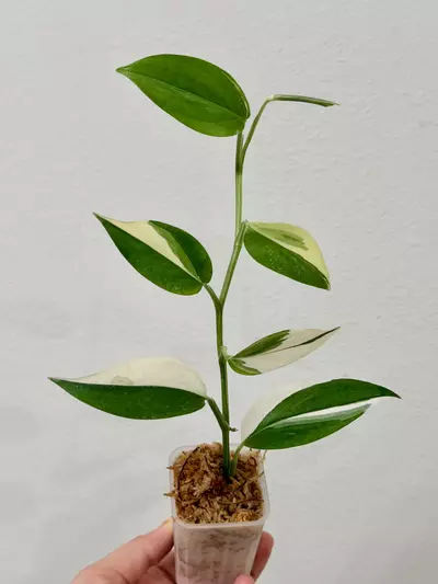 plant/Scindapsus Blue Albo 7597-0-thumbnail