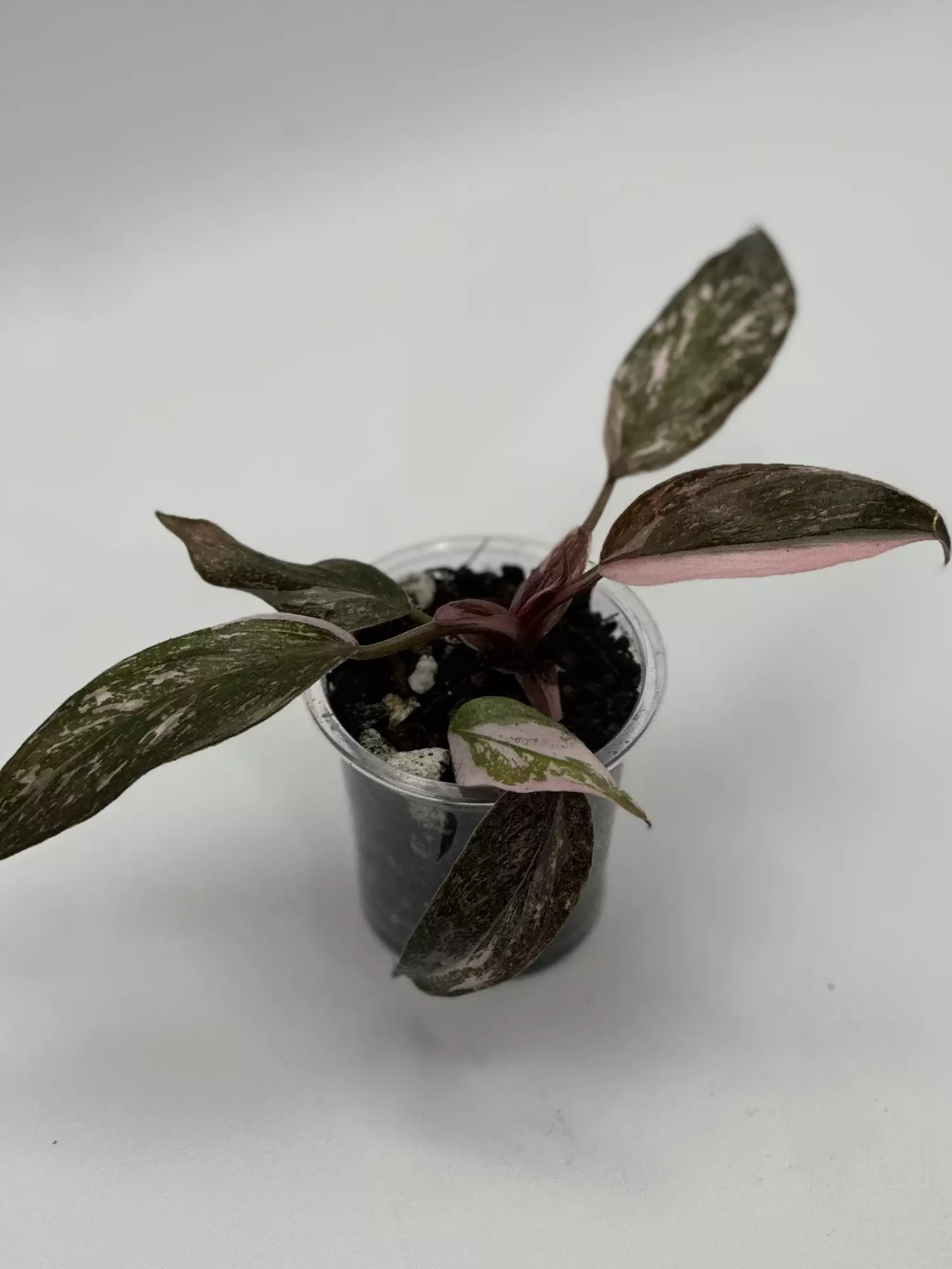 plant/Pink Princess Galaxy Philo-0