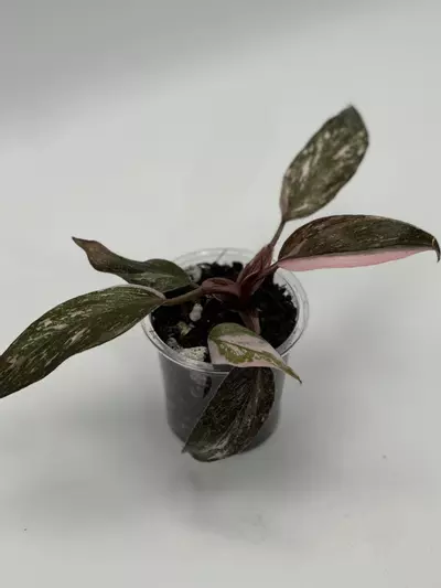 plant/Pink Princess Galaxy Philo-0-thumbnail