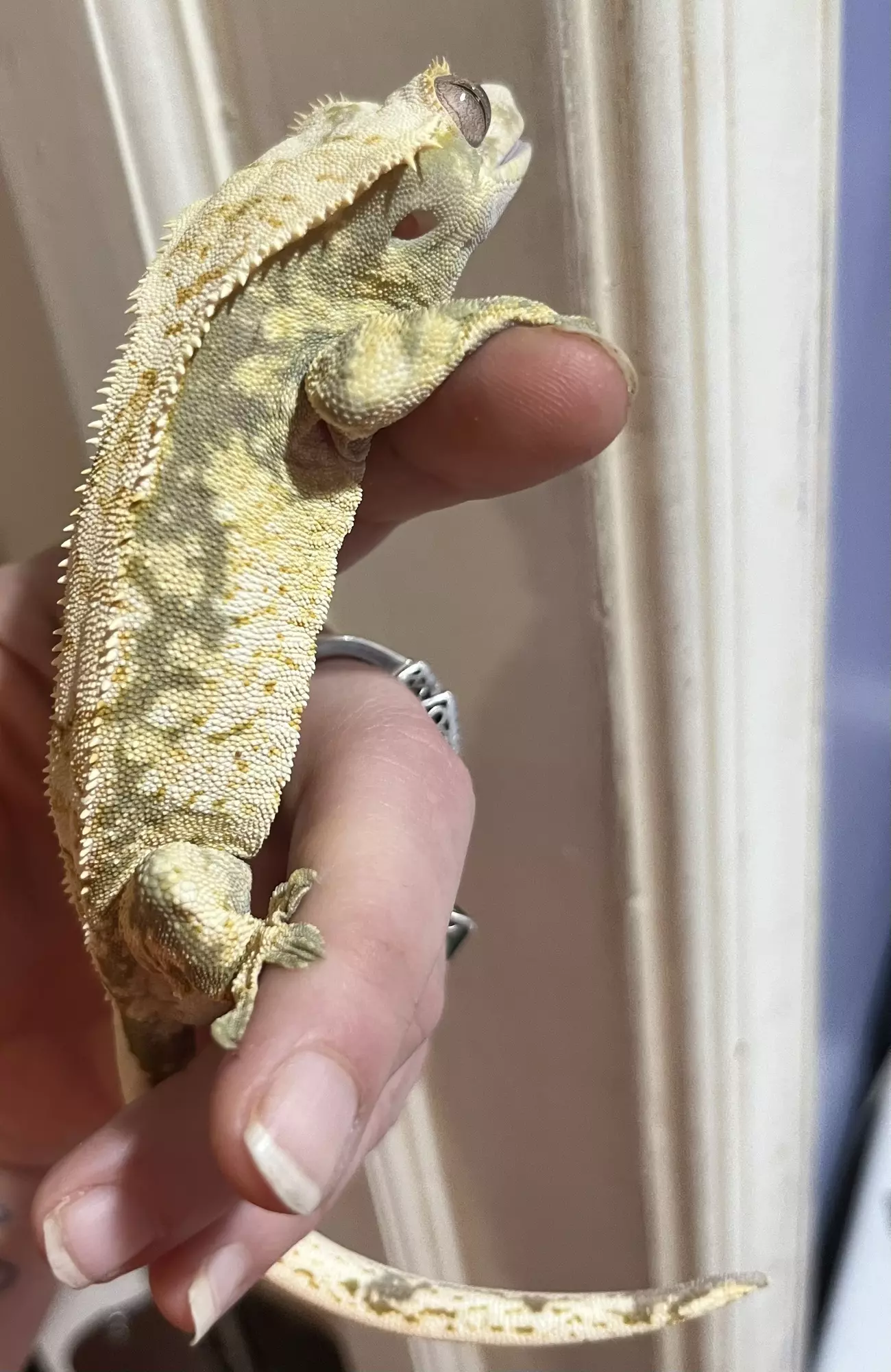 plant/Green base Extreme Harle male spotless  41g 4/26/24 hatch-2